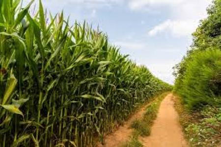 Sugar Cane
